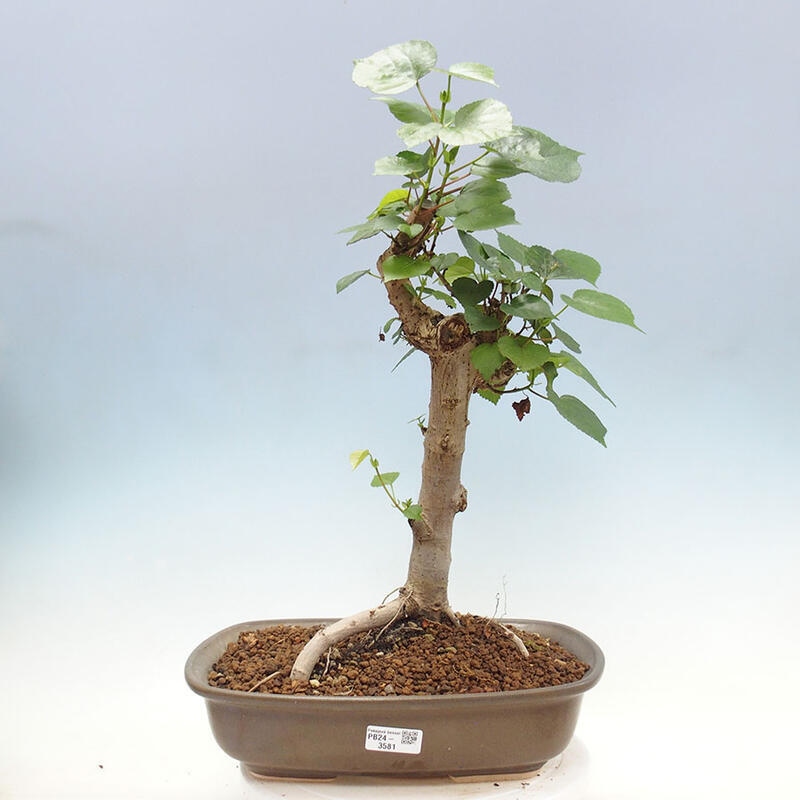 Bonsai do wnętrz - Hibiscus tiliaceus - Hibiskus morski + książka SUISEKI Gratis