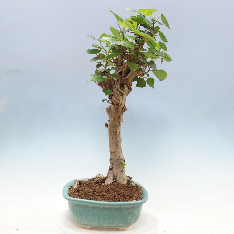 Bonsai do wnętrz - Hibiscus tiliaceus - Hibiskus morski + książka SUISEKI Gratis