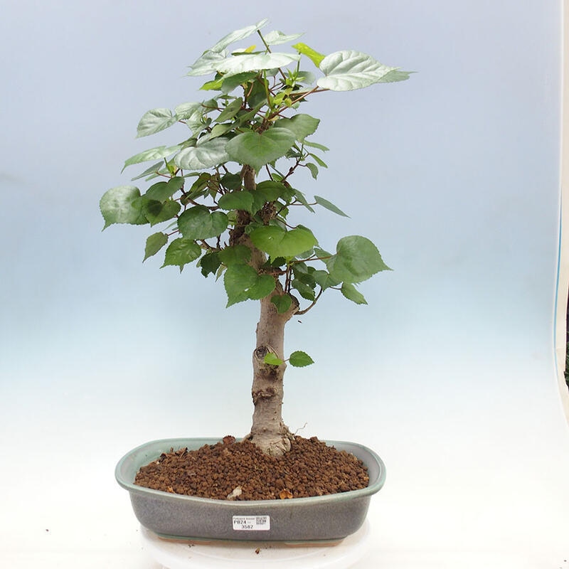 Bonsai do wnętrz - Hibiscus tiliaceus - Hibiskus morski + książka SUISEKI Gratis