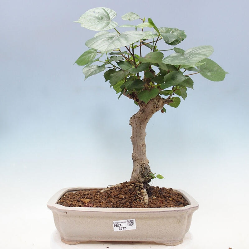 Bonsai do wnętrz - Hibiscus tiliaceus - Hibiskus morski + książka SUISEKI Gratis