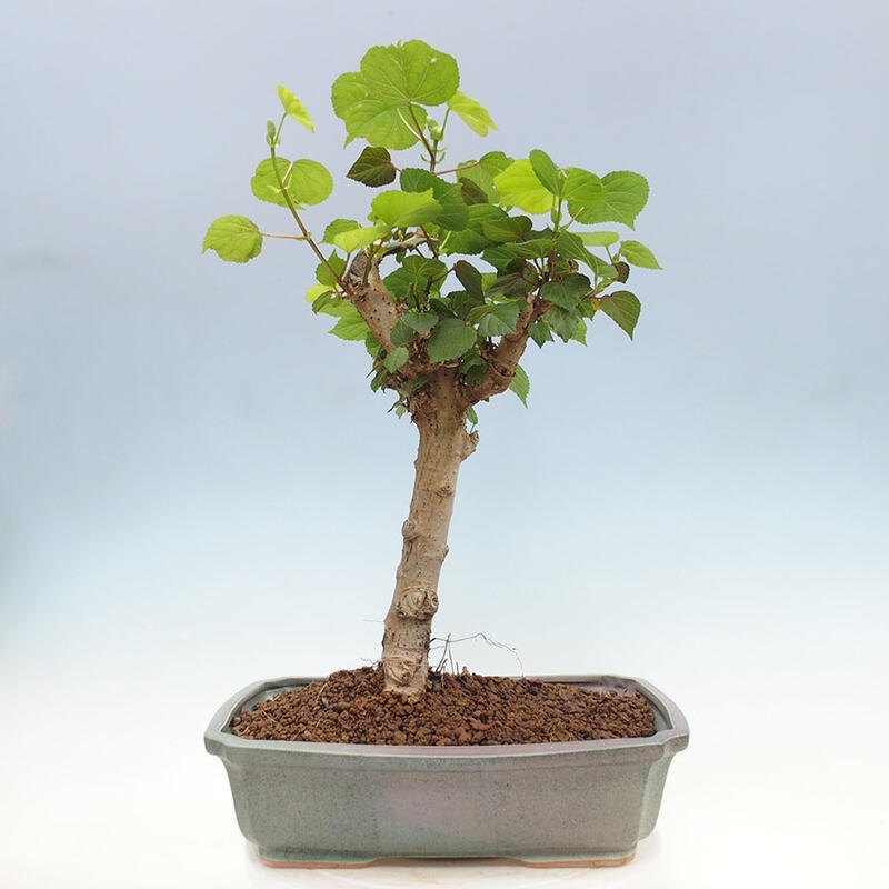 Bonsai do wnętrz - Hibiscus tiliaceus - Hibiskus morski + książka SUISEKI Gratis