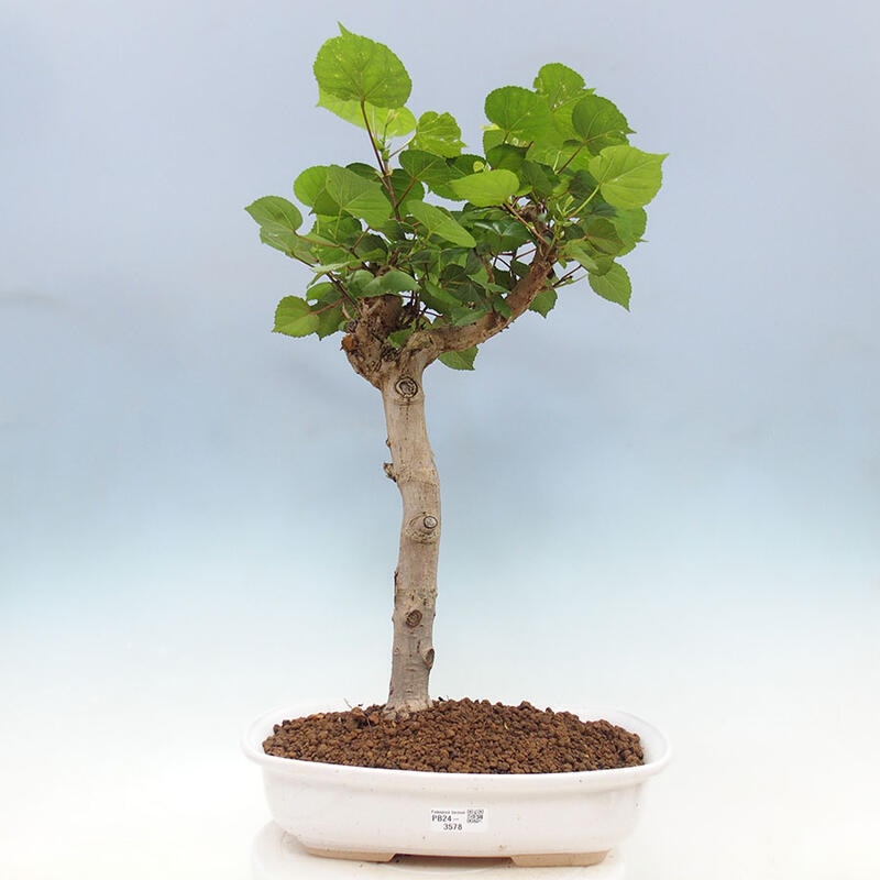 Bonsai do wnętrz - Hibiscus tiliaceus - Hibiskus morski + książka SUISEKI Gratis