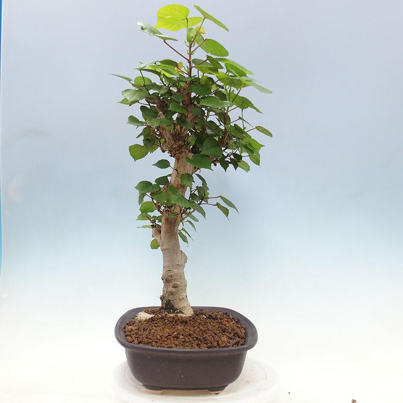 Bonsai do wnętrz - Hibiscus tiliaceus - Hibiskus morski + książka SUISEKI Gratis