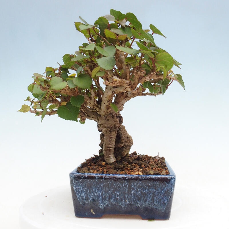 Kryte bonsai - Hibiscus tiliaceus - Hibiscus lipa, morze