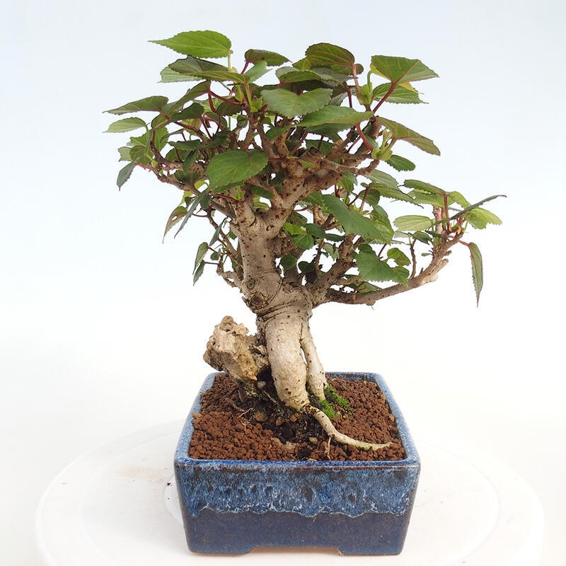 Kryte bonsai - Hibiscus tiliaceus - Hibiscus lipa, morze