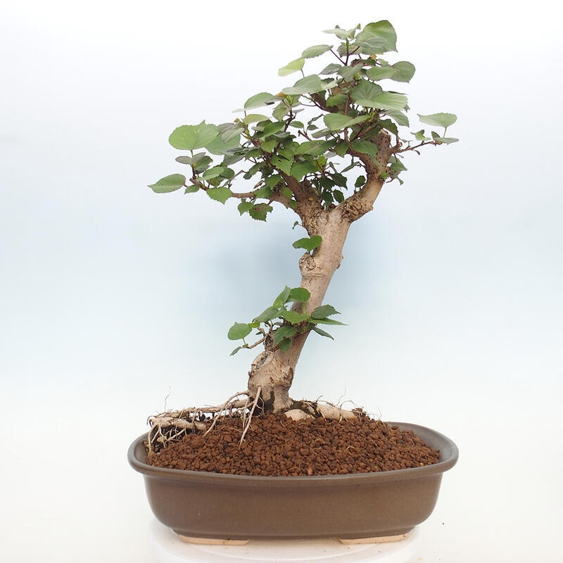 Kryte bonsai - Hibiscus tiliaceus - Hibiscus lipa, morze