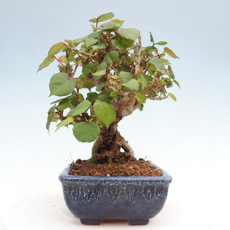 Kryte bonsai - Hibiscus tiliaceus - Hibiscus lipa, morze