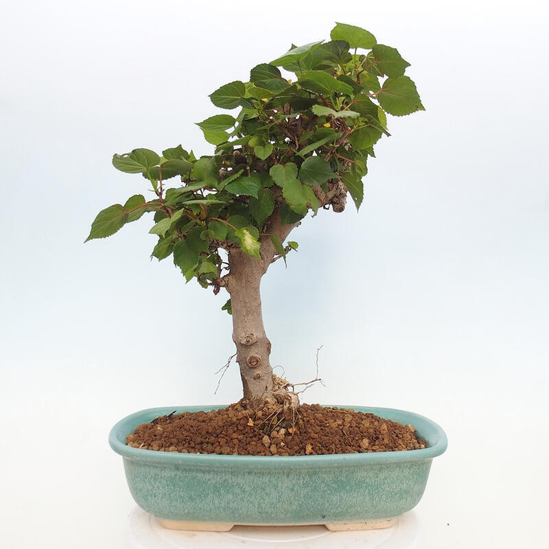 Kryte bonsai - Hibiscus tiliaceus - Hibiscus lipa, morze