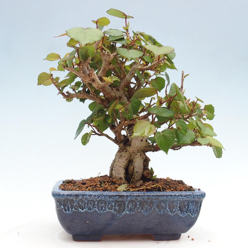 Kryte bonsai - Hibiscus tiliaceus - Hibiscus lipa, morze