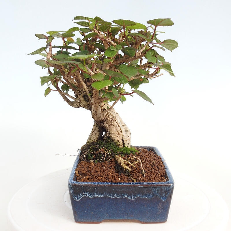 Kryte bonsai - Hibiscus tiliaceus - Hibiscus lipa, morze