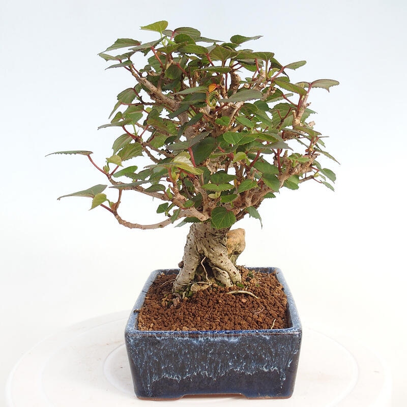 Kryte bonsai - Hibiscus tiliaceus - Hibiscus lipa, morze