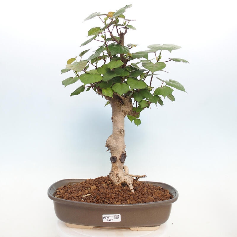 Kryte bonsai - Hibiscus tiliaceus - Hibiscus lipa, morze