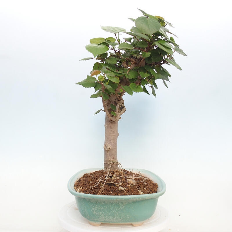 Kryte bonsai - Hibiscus tiliaceus - Hibiscus lipa, morze