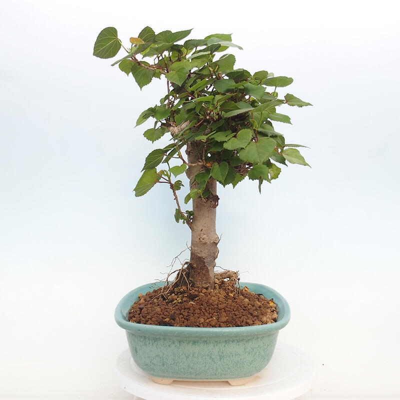 Kryte bonsai - Hibiscus tiliaceus - Hibiscus lipa, morze