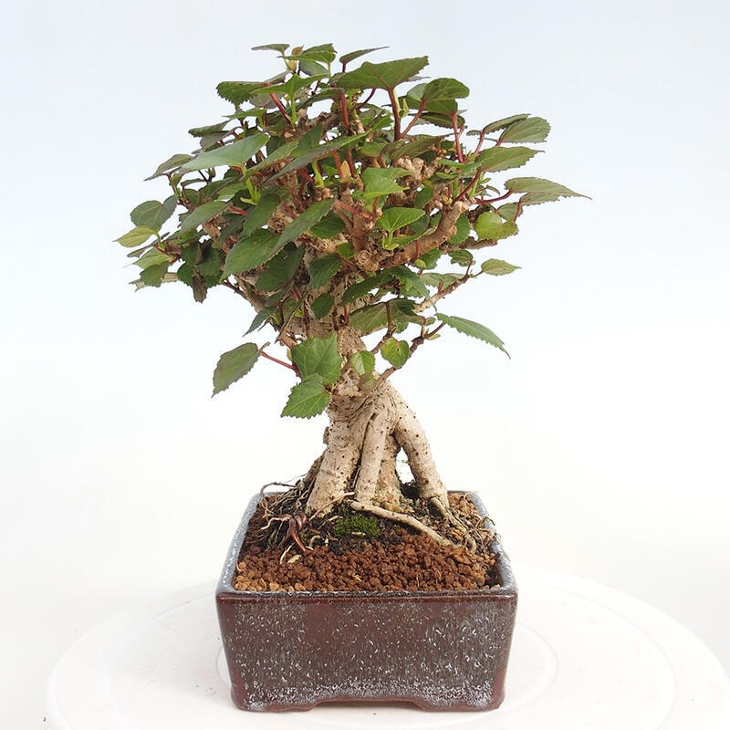 Kryte bonsai - Hibiscus tiliaceus - Hibiscus lipa, morze