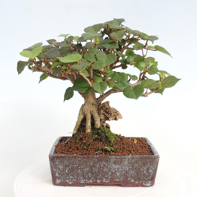 Kryte bonsai - Hibiscus tiliaceus - Hibiscus lipa, morze