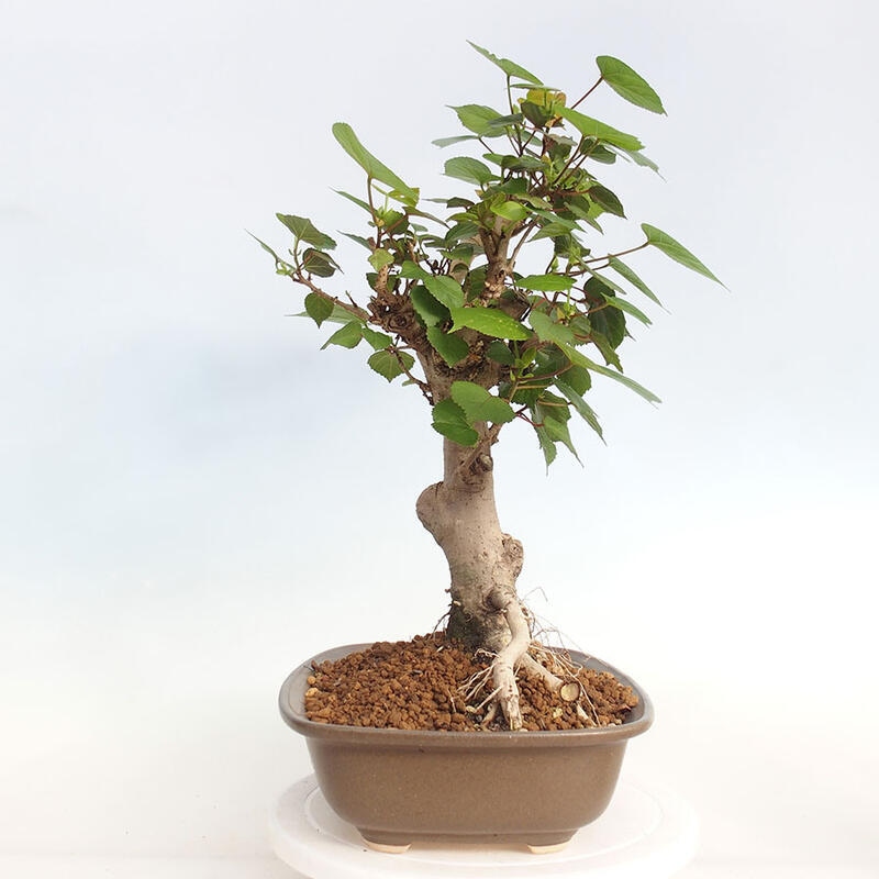 Kryte bonsai - Hibiscus tiliaceus - Hibiscus lipa, morze