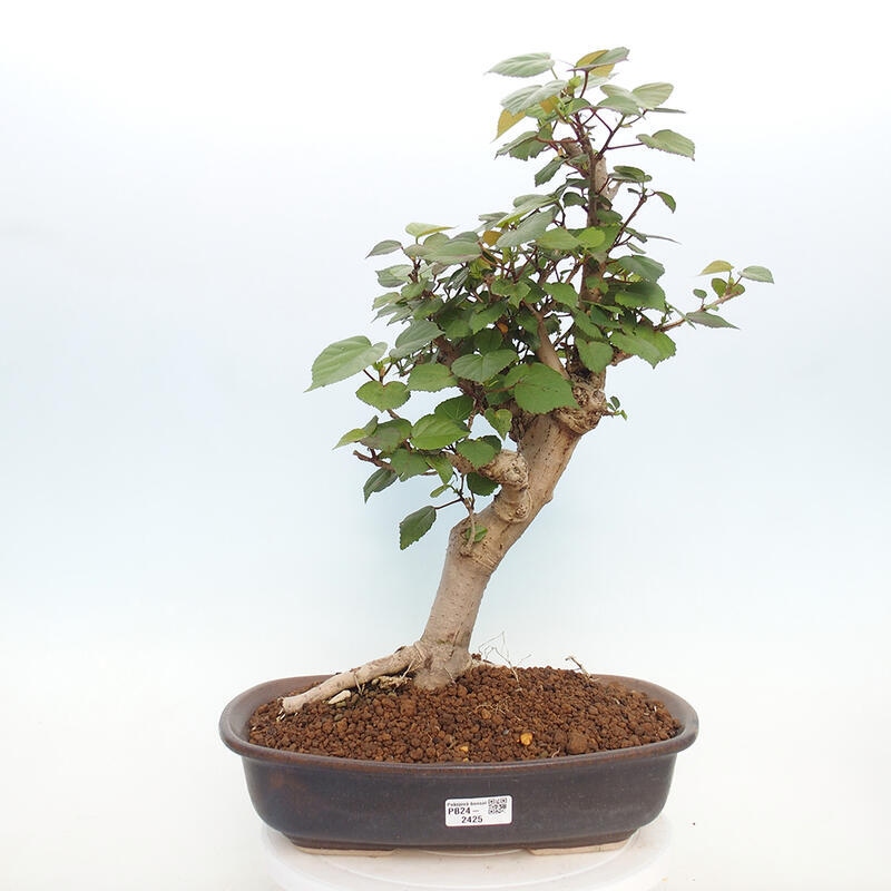 Kryte bonsai - Hibiscus tiliaceus - Hibiscus lipa, morze