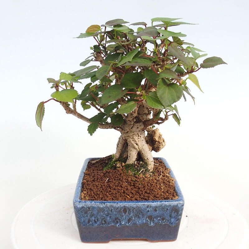 Kryte bonsai - Hibiscus tiliaceus - Hibiscus lipa, morze