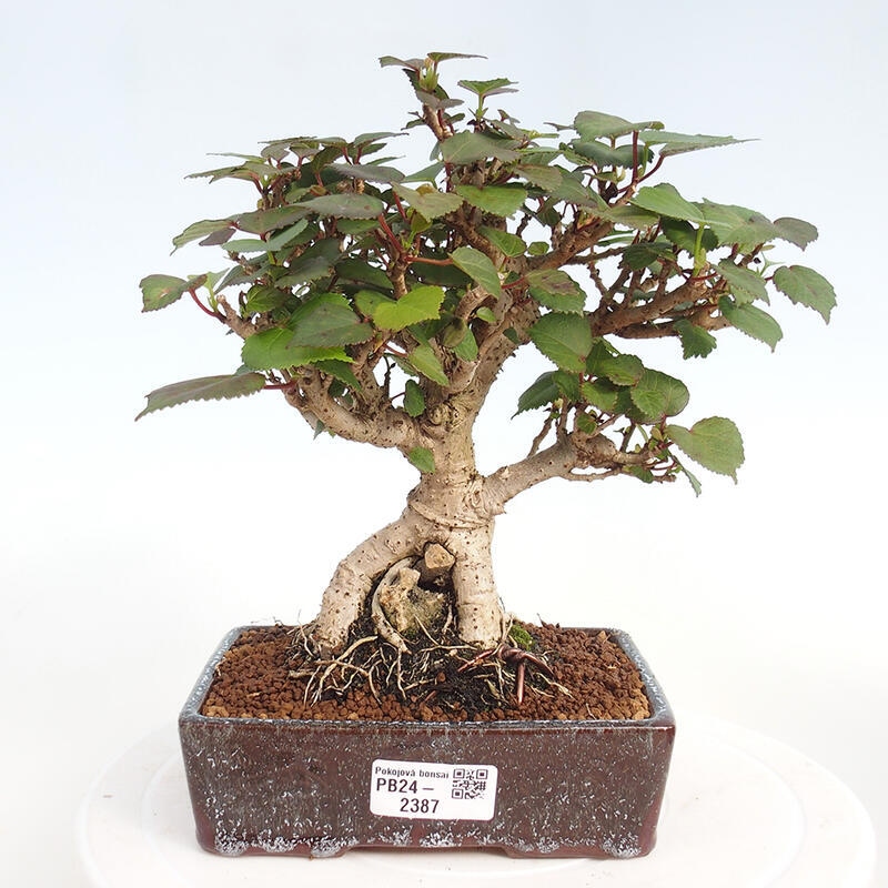 Kryte bonsai - Hibiscus tiliaceus - Hibiscus lipa, morze