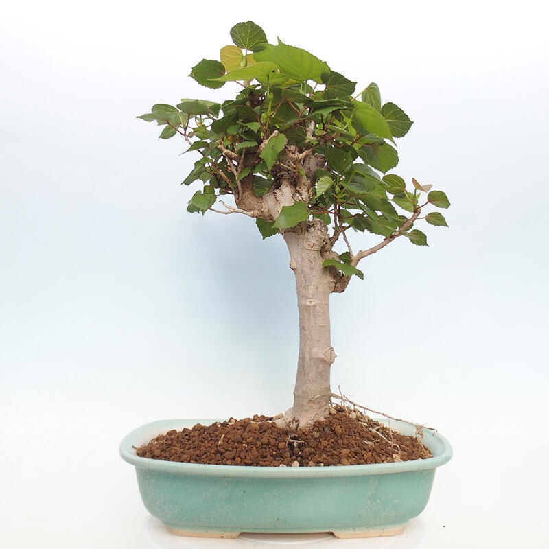 Kryte bonsai - Hibiscus tiliaceus - Hibiscus lipa, morze