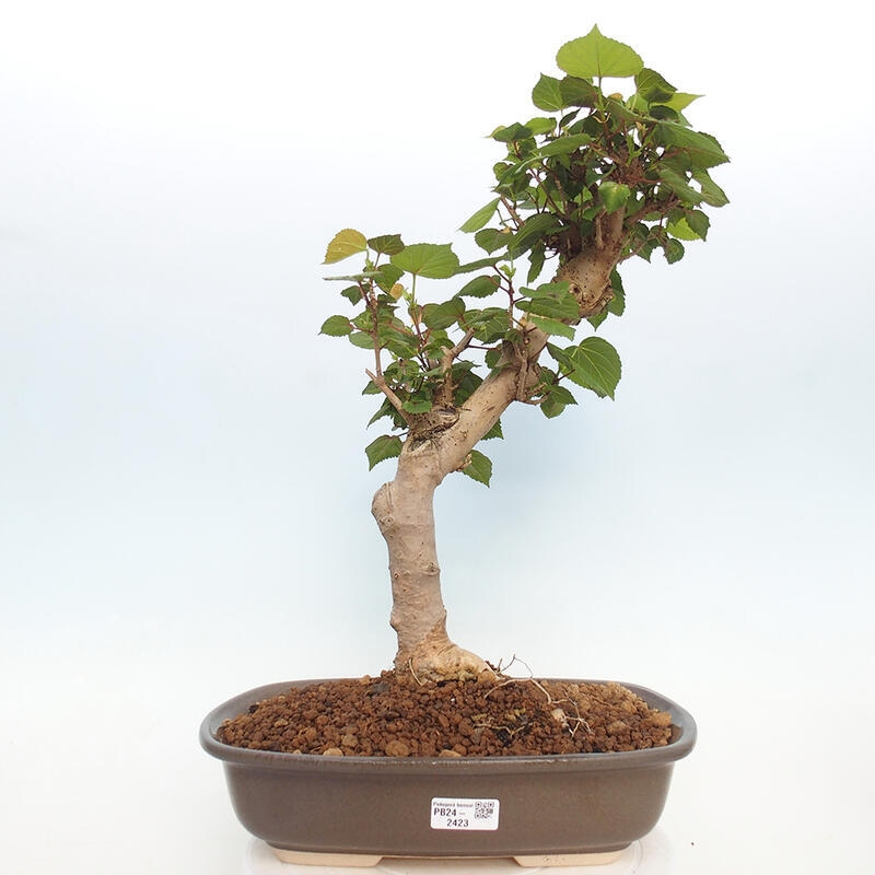 Kryte bonsai - Hibiscus tiliaceus - Hibiscus lipa, morze