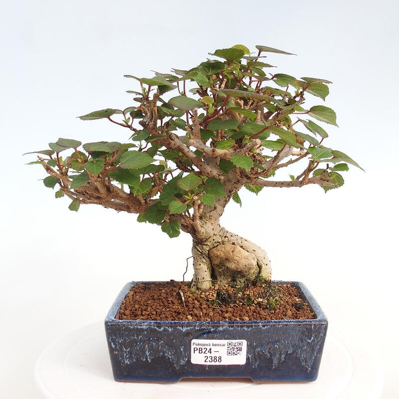 Kryte bonsai - Hibiscus tiliaceus - Hibiscus lipa, morze