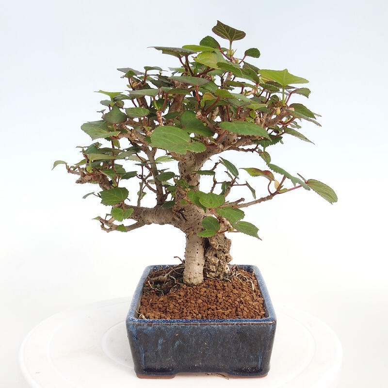 Kryte bonsai - Hibiscus tiliaceus - Hibiscus lipa, morze