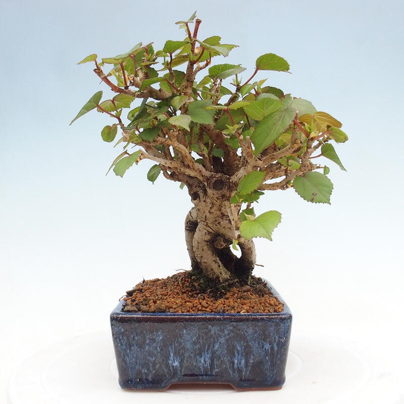 Kryte bonsai - Hibiscus tiliaceus - Hibiscus lipa, morze