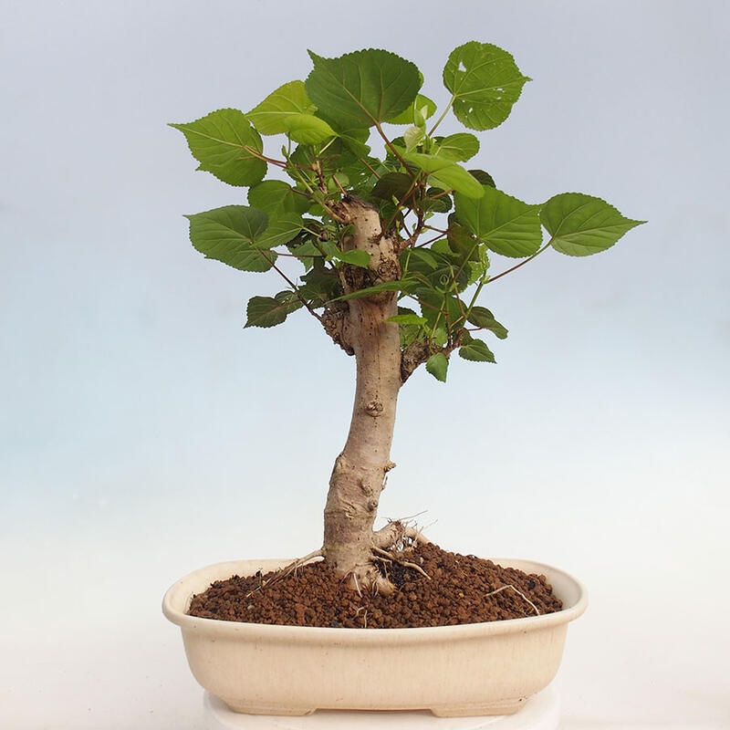 Kryte bonsai - Hibiscus tiliaceus - Hibiscus lipa, morze