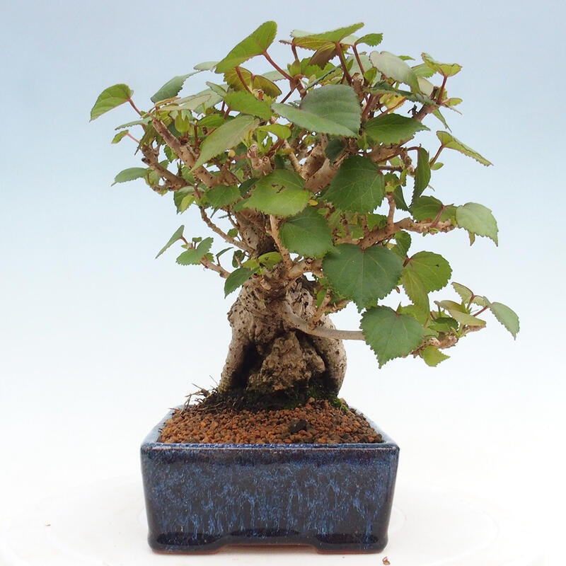 Kryte bonsai - Hibiscus tiliaceus - Hibiscus lipa, morze