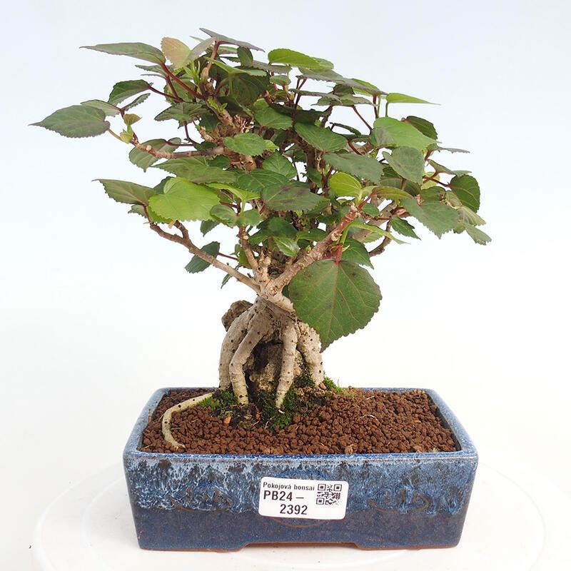 Kryte bonsai - Hibiscus tiliaceus - Hibiscus lipa, morze