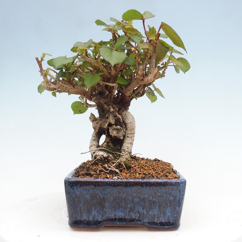 Kryte bonsai - Hibiscus tiliaceus - Hibiscus lipa, morze