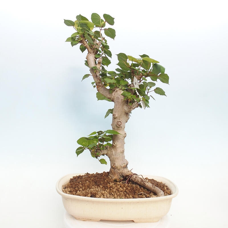 Kryte bonsai - Hibiscus tiliaceus - Hibiscus lipa, morze