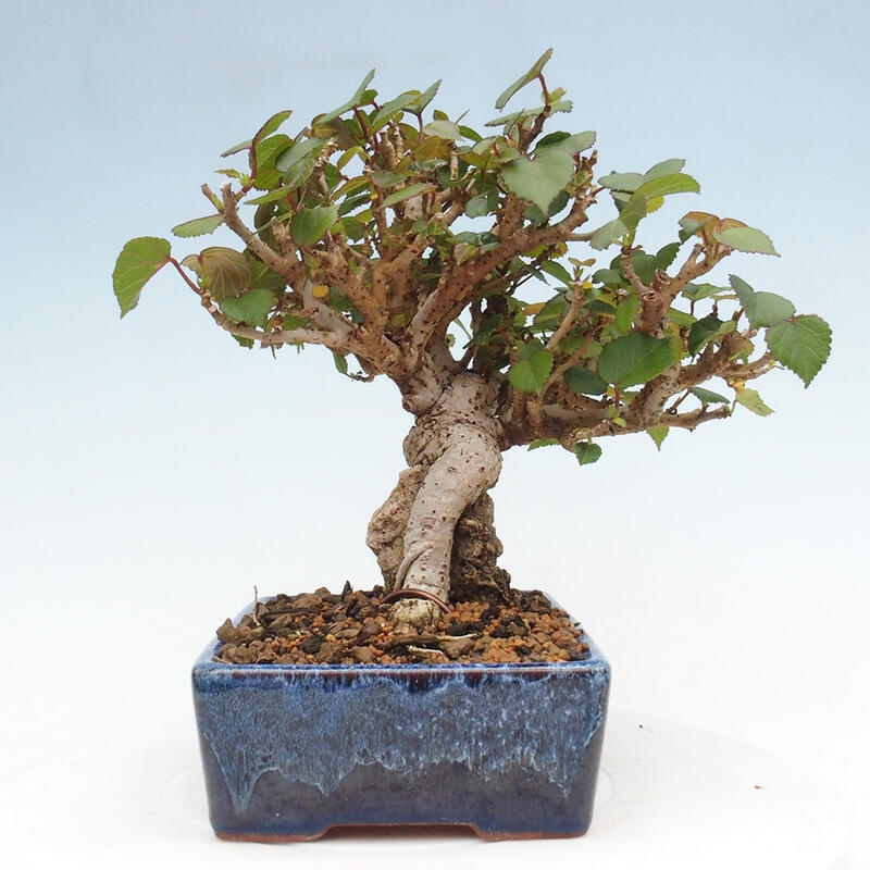 Kryte bonsai - Hibiscus tiliaceus - Hibiscus lipa, morze