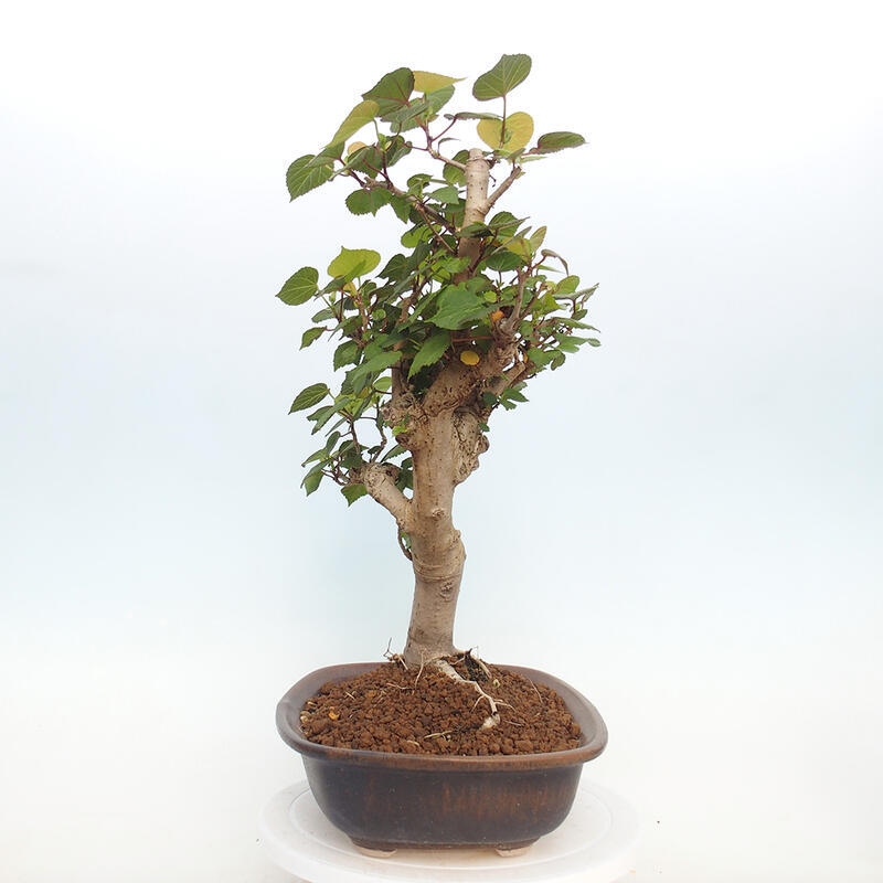 Kryte bonsai - Hibiscus tiliaceus - Hibiscus lipa, morze