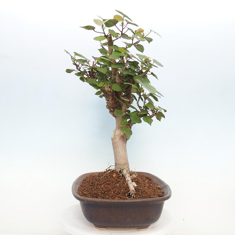 Kryte bonsai - Hibiscus tiliaceus - Hibiscus lipa, morze