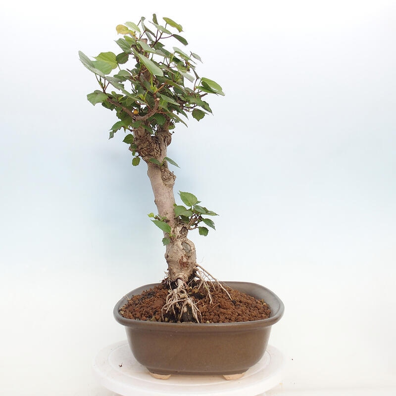 Kryte bonsai - Hibiscus tiliaceus - Hibiscus lipa, morze