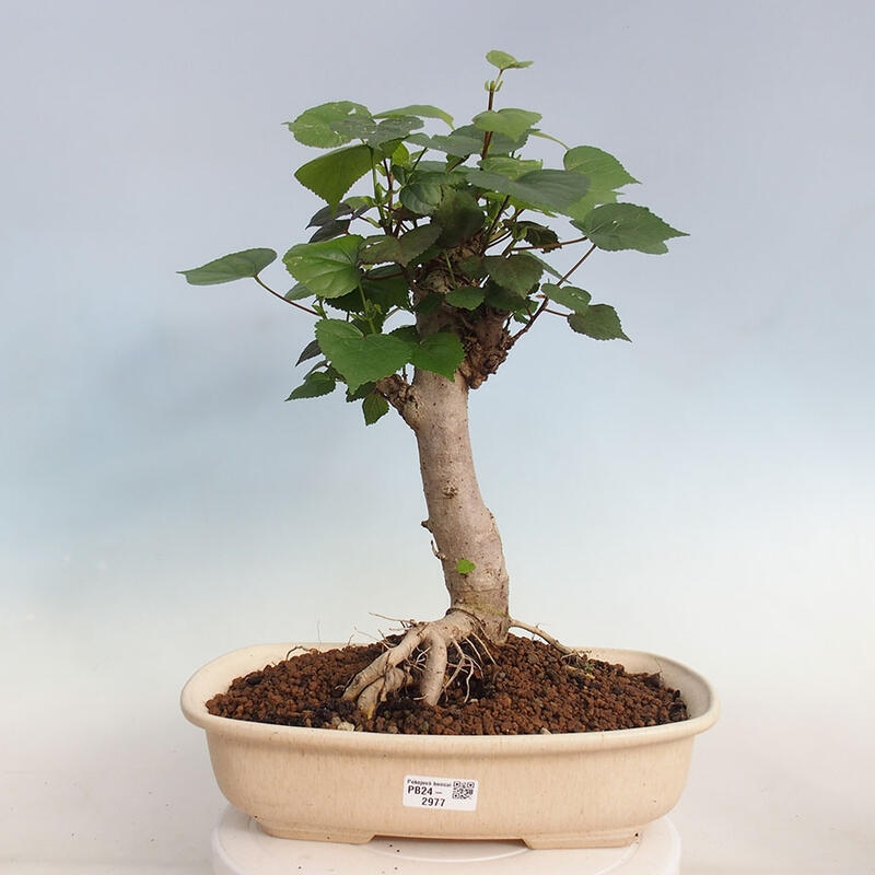 Kryte bonsai - Hibiscus tiliaceus - Hibiscus lipa, morze