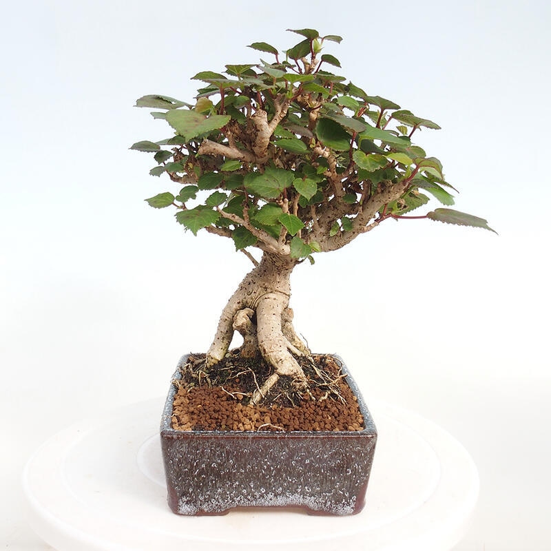 Kryte bonsai - Hibiscus tiliaceus - Hibiscus lipa, morze