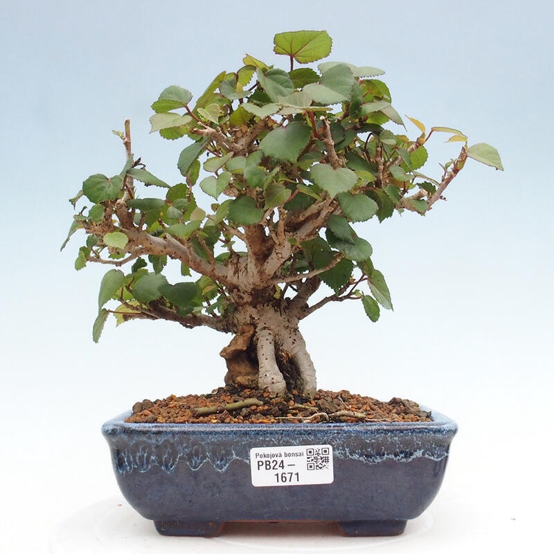 Kryte bonsai - Hibiscus tiliaceus - Hibiscus lipa, morze