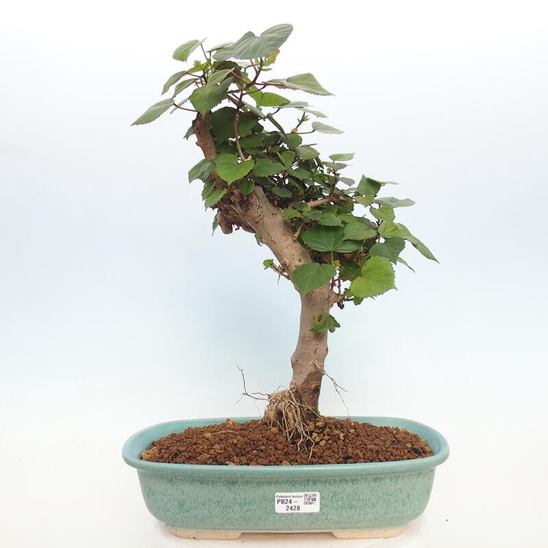 Kryte bonsai - Hibiscus tiliaceus - Hibiscus lipa, morze