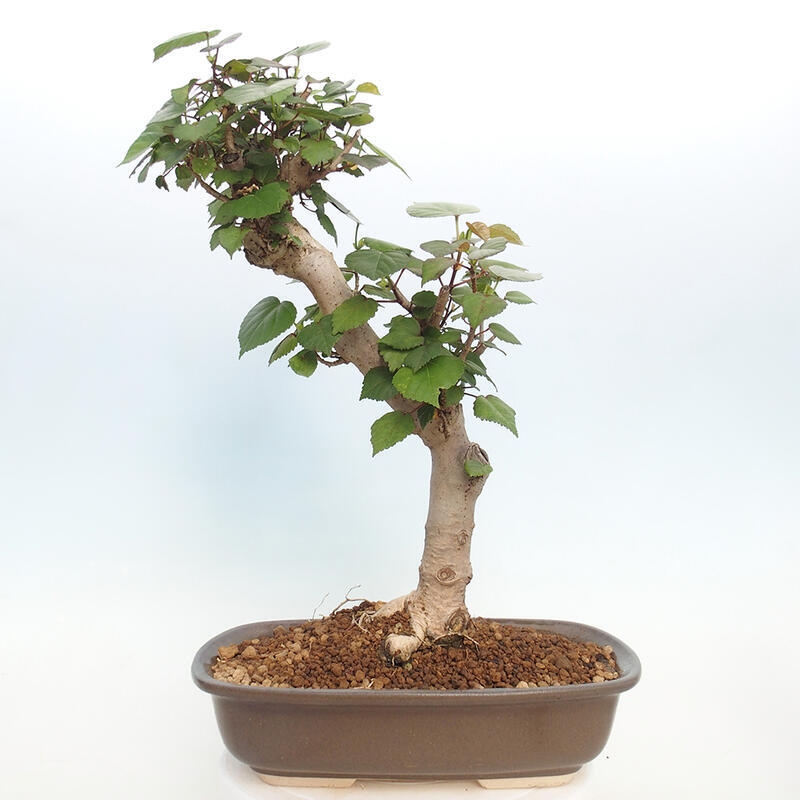 Kryte bonsai - Hibiscus tiliaceus - Hibiscus lipa, morze