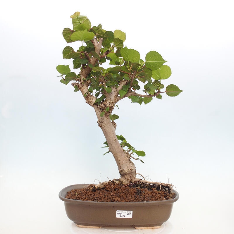 Kryte bonsai - Hibiscus tiliaceus - Hibiscus lipa, morze