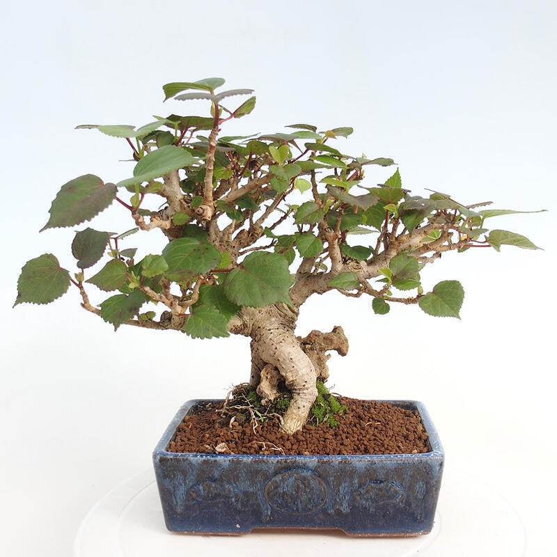 Kryte bonsai - Hibiscus tiliaceus - Hibiscus lipa, morze