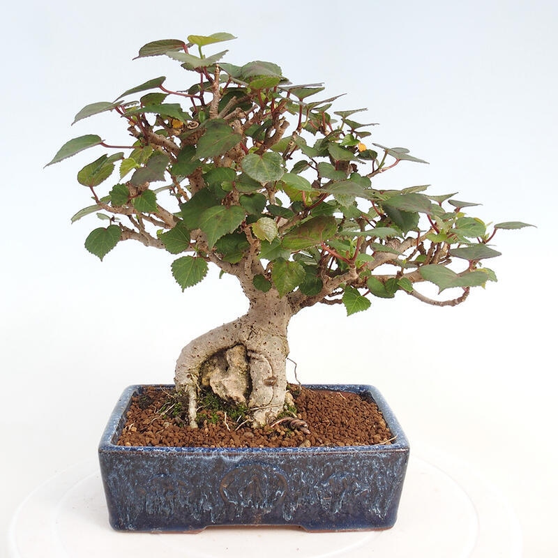 Kryte bonsai - Hibiscus tiliaceus - Hibiscus lipa, morze