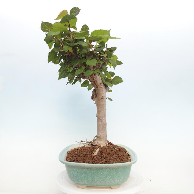 Kryte bonsai - Hibiscus tiliaceus - Hibiscus lipa, morze