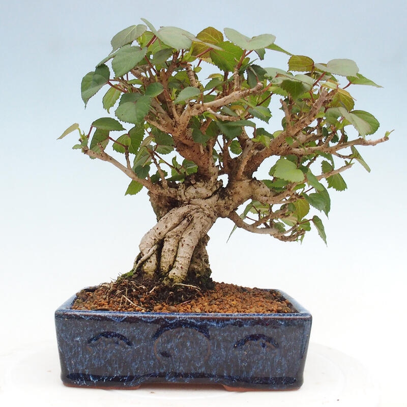 Kryte bonsai - Hibiscus tiliaceus - Hibiscus lipa, morze