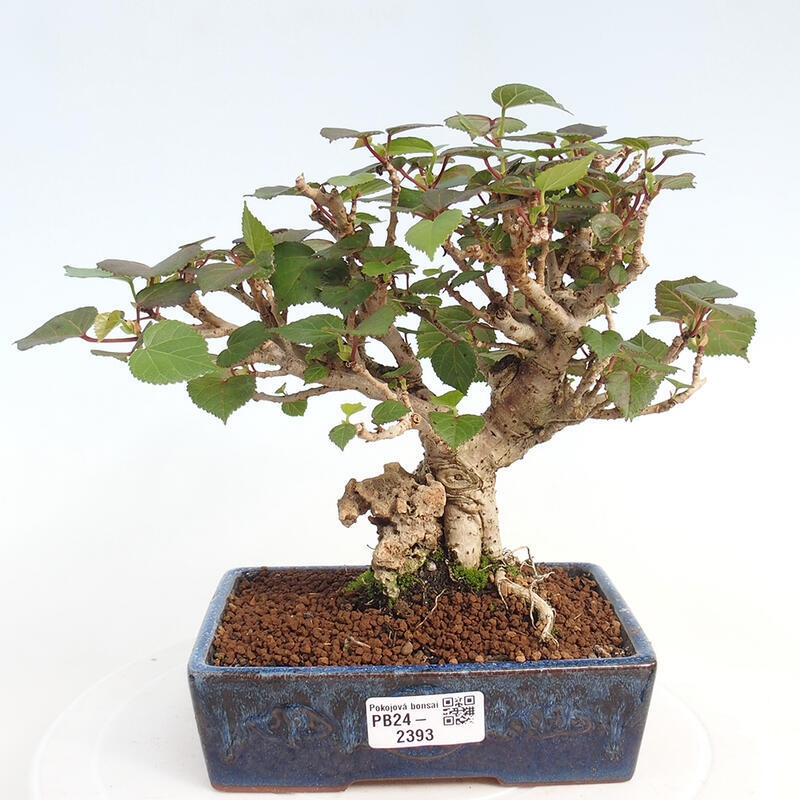 Kryte bonsai - Hibiscus tiliaceus - Hibiscus lipa, morze