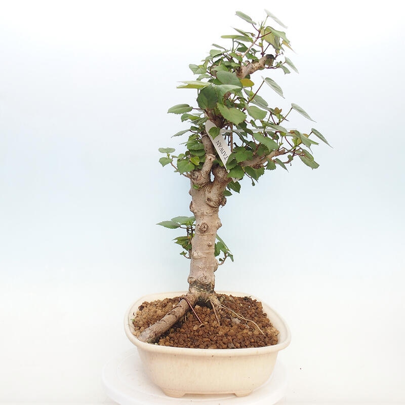 Kryte bonsai - Hibiscus tiliaceus - Hibiscus lipa, morze